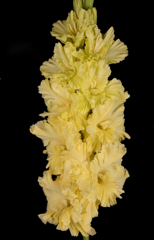 Гладиолус крупноцветковый Страна Лимония